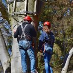 Семена конопли Auto Malana Bomb feminised от Ganja Seeds images427.jpg