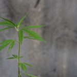 Покупка семян конопли в Крыму: особенности и преимущества images428.jpg