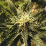 Покупка семян конопли онлайн преимущества и риски images443.jpg