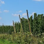 Покупка семян конопли в Украине особенности и преимущества images473.jpg