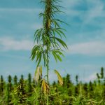 Семена конопли GreenLine: качество и разнообразие для медицинских и рекреационных целей images49.jpg