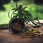 Магазины семян конопли и особенности покупки images51.jpg