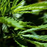 Польза и вред семян конопли images68.jpg