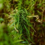 Как купить семена конопли в Санкт-Петербурге images69.jpg