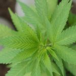 Прикормки на основе семян конопли для рыбалки images71.jpg