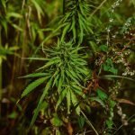 Покупка семян конопли наложенным платежом особенности и преимущества images72.jpg