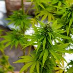 Семена конопли Beshbarmak feminised от Bang Seeds images83.jpg