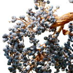 Закупка семян конопли оптом: преимущества и особенности выбора поставщика images91.jpg